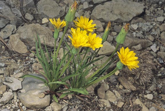 agoseris glauca 1 graphic